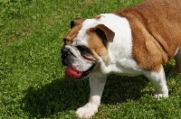 Étalon Bulldog Anglais - Gwenn mary Du Cottage Du Bel Air