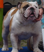 Étalon Bulldog Anglais - Tod's Bulldogs Earl-archot