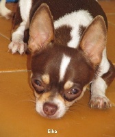 Étalon Chihuahua - EÏko du clos d'athena