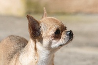 Étalon Chihuahua - Smilte ugnies zenklas