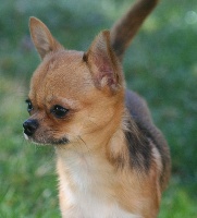 Étalon Chihuahua - Hobi wan Jet Set's Blue Star