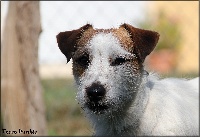 Étalon Jack Russell Terrier - Terra Dumbis Heavy star