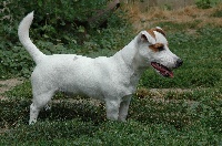 Étalon Jack Russell Terrier - Incredible jack de la pinkinerie