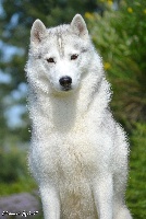 Étalon Siberian Husky - Eternal Spirit Forest gump