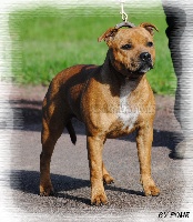Étalon Staffordshire Bull Terrier - Hellfire Des Guerriers Rouge