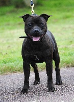 Étalon Staffordshire Bull Terrier - Speedmaster Staffords Gangsta love
