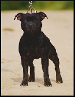 Étalon Staffordshire Bull Terrier - Ghost of sparta From Darkness To Light