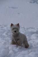 Étalon West Highland White Terrier - Hé beautiful princess de Willycott
