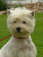 Étalon West Highland White Terrier - Goonies de l'Angelarde