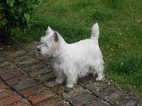 Étalon West Highland White Terrier - Gwendy lady des vents d'Eole