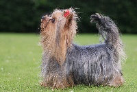 Étalon Yorkshire Terrier - For ever love de la vallée du mainland