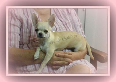 Les Chihuahua de l'affixe   du pays de Gulliver