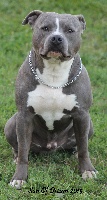Étalon American Staffordshire Terrier - Fidji blue (Sans Affixe)