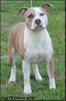 Étalon American Staffordshire Terrier - G'zansa castle rock's of blood De Qilin' Spirit