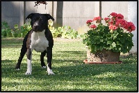 Étalon American Staffordshire Terrier - Halle berry coca De L'empreinte De Dzeus
