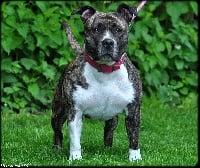 Étalon American Staffordshire Terrier - Diva des Terres d'Odin