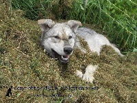 Étalon Chien-loup de Saarloos - Honolulu de la compagnie du loup gris