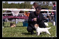 Étalon Jack Russell Terrier - The Magnificent Fox Hunter Hadès
