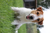 Étalon Jack Russell Terrier - Give me your heart of jack and co