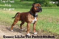 Étalon Staffordshire Bull Terrier - Gunner lilijoe The Perfect Stafford