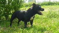 Étalon Staffordshire Bull Terrier - Gucci girl dog power (Sans Affixe)
