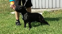 Étalon Staffordshire Bull Terrier - Gucci By familystaff
