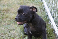 Étalon Staffordshire Bull Terrier - It's' not good for you By familystaff