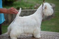 Étalon West Highland White Terrier - Humpty dumpty du Moulin de Mac Grégor