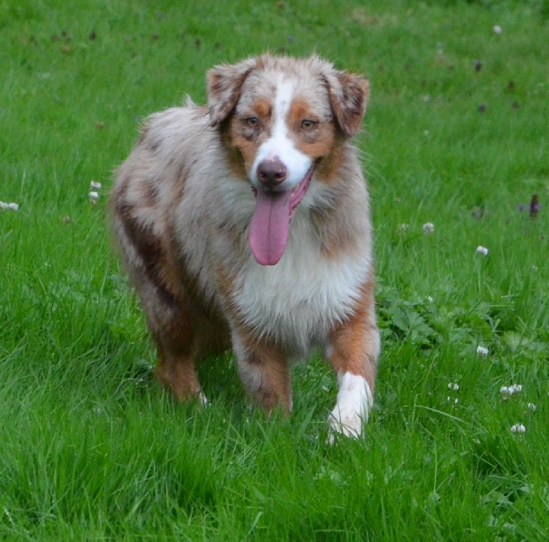 Accueil Elevage Valentin Imperadori Eleveur De Chiens