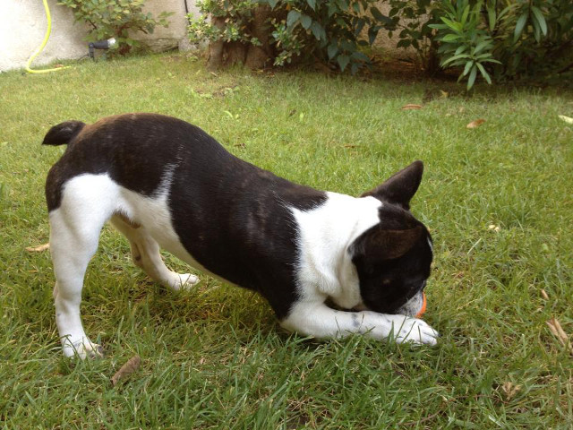 Izzy du Ruisseau de Kerry