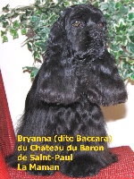 Étalon American Cocker Spaniel - Bryanna dite baccara Du château du baron de saint paul