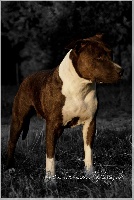 Étalon American Staffordshire Terrier - Tribal Opus Divine star