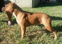 Étalon American Staffordshire Terrier - Kom Piron M' I'asta