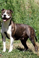 Étalon American Staffordshire Terrier - Gorgeous moéa du Parc de Combreux