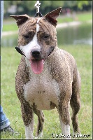 Étalon American Staffordshire Terrier - Oldtrack's Highway to hell