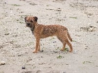 Étalon Border Terrier - Vlatipa Hayek salma