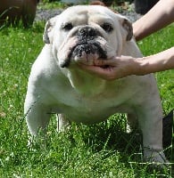 Étalon Bulldog Anglais - Ocobo King of hearts mystyle