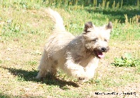 Étalon Cairn Terrier - Hestia Des Fauves D'orient
