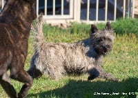 Étalon Cairn Terrier - Héra Des Fauves D'orient