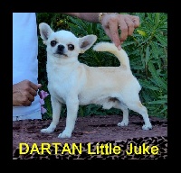 Étalon Chihuahua - dartan Little juke