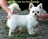 Étalon Chihuahua - CH. Irina De L'isle Au Vert Coteau