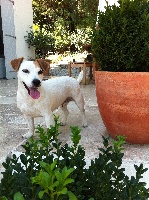Étalon Jack Russell Terrier - Vanina De L'eglanteraie