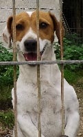 Étalon Jack Russell Terrier - Gazoline Des Hauts d'Alène