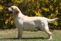Étalon Labrador Retriever - Fancy Du clos de nissa-bella