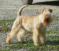Étalon Lakeland Terrier - Absolute dolce vita Fast and furious