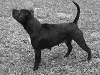 Étalon Staffordshire Bull Terrier - C'black beach (Sans Affixe)