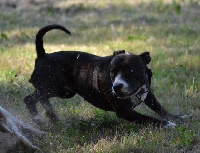 Étalon Staffordshire Bull Terrier - Staffanatic's Hope for the heartless