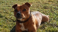 Étalon Staffordshire Bull Terrier - Gin du ring des anges