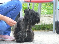 Étalon Terrier Tchèque - Fialka Sisi blackguards
