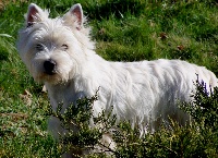 Étalon West Highland White Terrier - Glenfiddich des lauriers d'aliénor